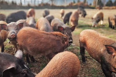 文化赋能乡村振兴，阆中市大力宫村打造特色消费扶贫品牌“家禽家畜”