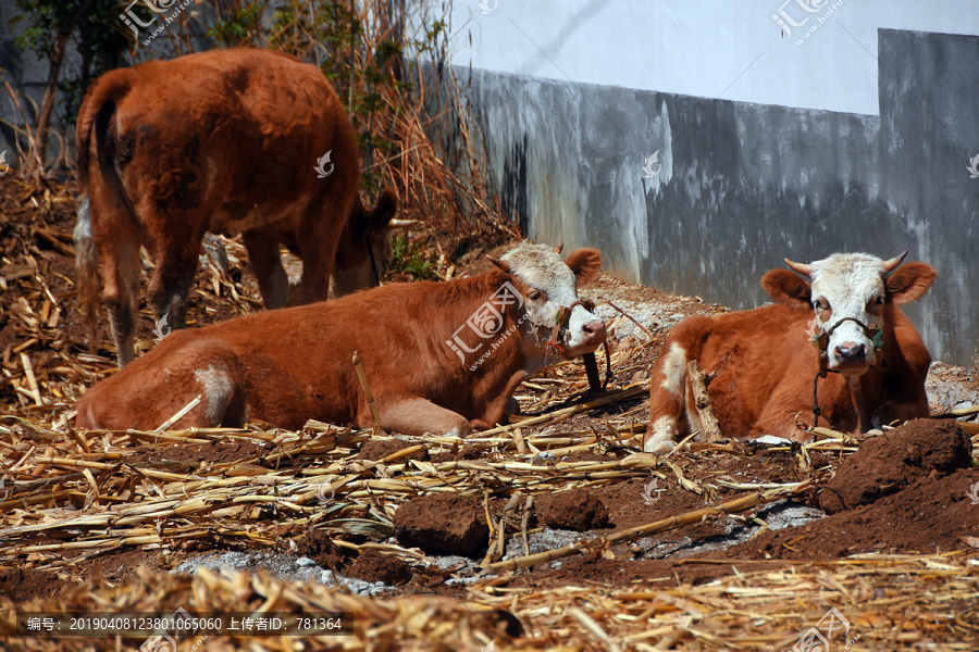 牧牛下载 动物摄影素材下的家禽家畜图库