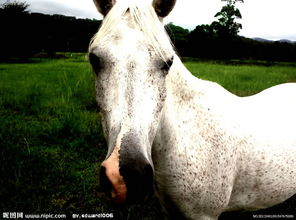 家禽家畜与宠物工艺品 图像捕捉下的艺术与生命