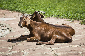 从山羊到家禽家畜 人类驯养史的一角