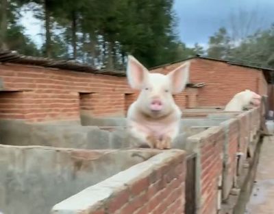 从野菜到家宴 东北饮食的“野”与“驯”