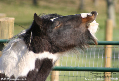 单马摄影 家禽家畜影像中的生灵之美