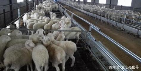 家畜家禽安全过冬攻略 关注这些关键点，轻松应对寒冬挑战