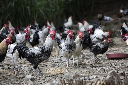 田园牧歌 生态放养鹊山鸡的视觉盛宴