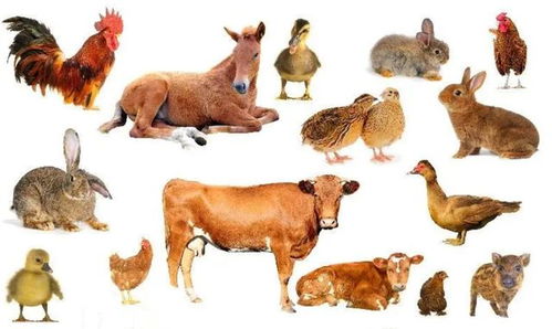 为何人类偏爱草食动物肉 从驯化到安全的选择