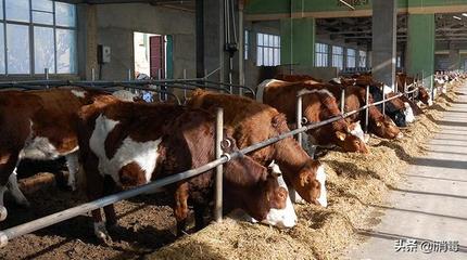 家禽与家畜养殖中的微生物控制策略