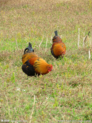 双雄并立 镜头下的公鸡英姿