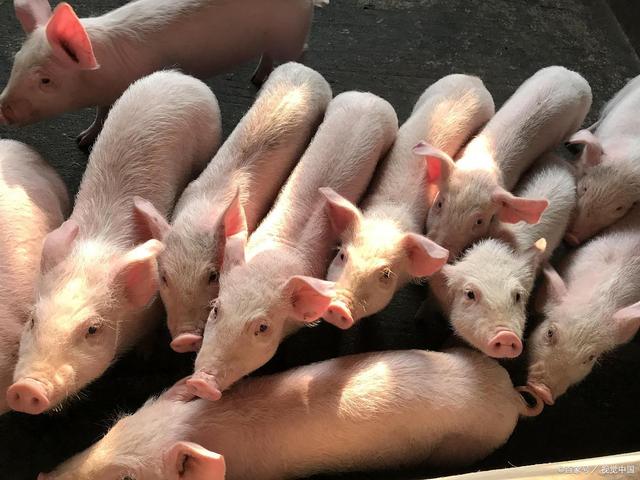 牛猪羊鸡价齐跌，市场背后原因几何？业内人士深度解析