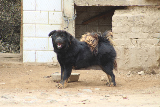 家犬下载-动物摄影素材下的家畜、家禽与饲养仿制工艺品拍摄思路