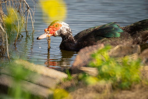 家禽家畜摄影 母鸡过桥的瞬间捕捉