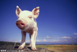 河南生猪调出困境 从资源大省到无猪可调的现实与反思