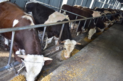 养殖牛工艺品 传统技艺与现代养殖的完美融合