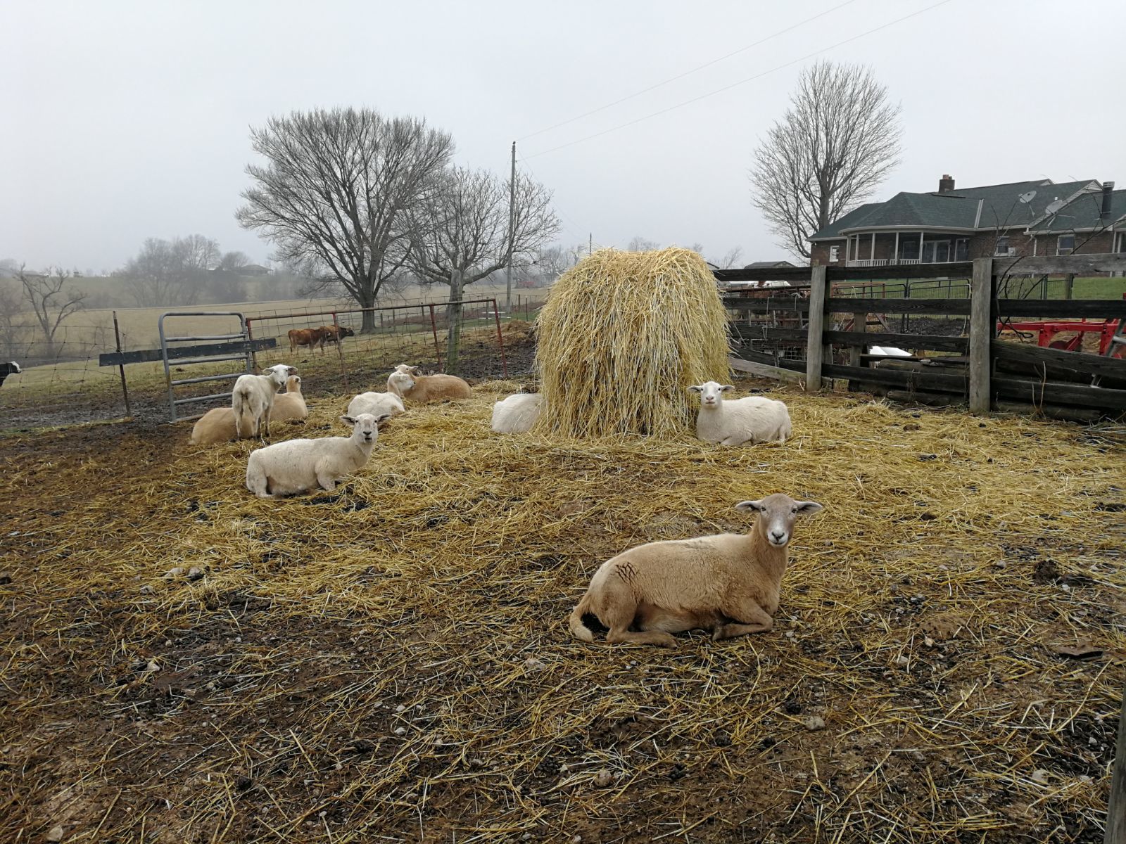 羊场风光 家禽家畜的生动记录与工艺品的完美融合